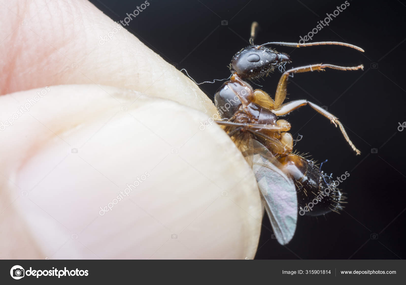 带翅膀的多鼻孔蚂蚁特写镜头——图库图片© sweemingyoung #315901814