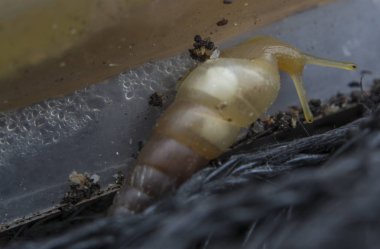 Küçük opeas pyrgula awlsnail ile yakın plan 