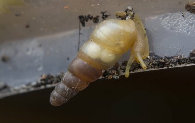 Küçük opeas pyrgula awlsnail ile yakın plan 