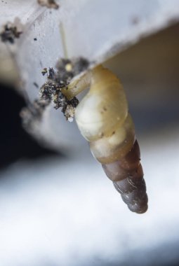 Küçük opeas pyrgula awlsnail ile yakın plan 