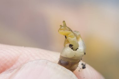 Küçük opeas pyrgula awlsnail ile yakın plan 