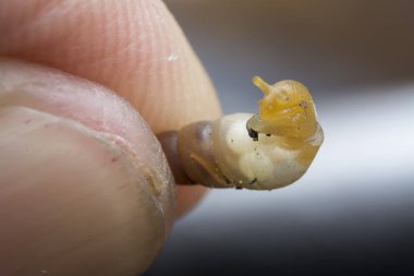 Küçük opeas pyrgula awlsnail ile yakın plan 