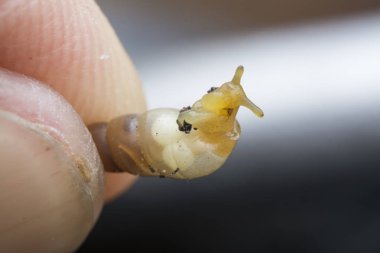 Küçük opeas pyrgula awlsnail ile yakın plan 