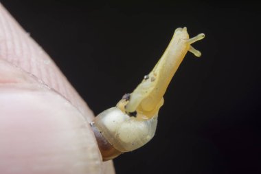 Küçük opeas pyrgula awlsnail ile yakın plan 