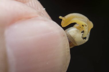 Küçük opeas pyrgula awlsnail ile yakın plan 