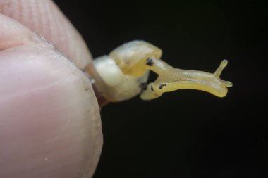 Küçük opeas pyrgula awlsnail ile yakın plan 