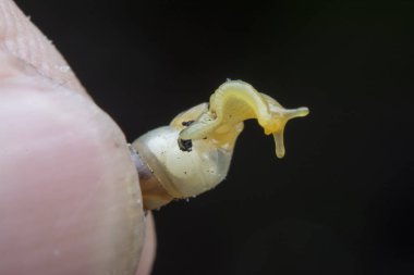 Küçük opeas pyrgula awlsnail ile yakın plan 