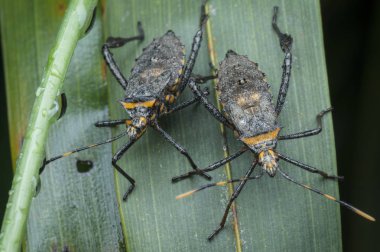 closeup shot of squash leaf-footed bugs clipart