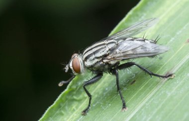 Küme sineğinin yakın çekim görüntüsü