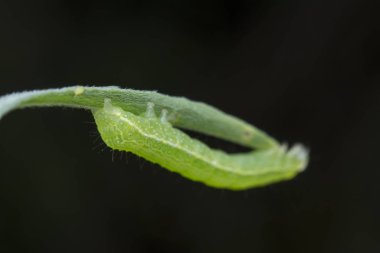 lahana, semilooper tisanoplusia orichalcea noctuidae caterpillar 