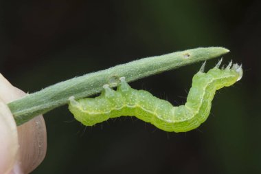 lahana, semilooper tisanoplusia orichalcea noctuidae caterpillar 