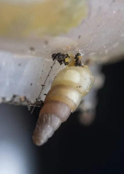 Küçük Opeas Pyrgula Awlsnail Ile Yakın Plan — Stok fotoğraf