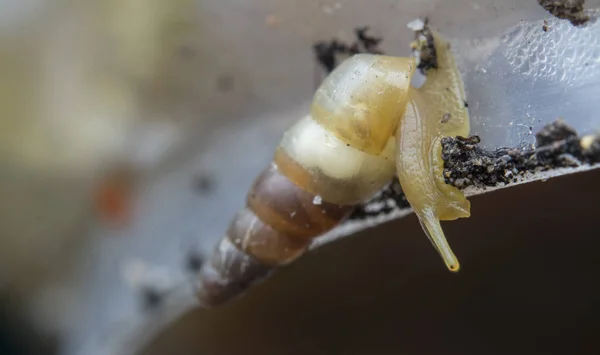 Küçük Opeas Pyrgula Awlsnail Ile Yakın Plan — Stok fotoğraf