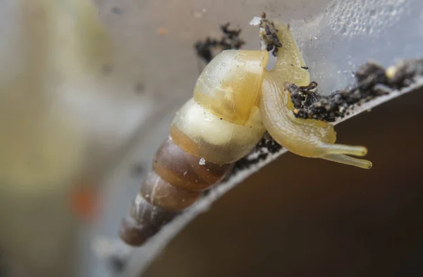 Close Com Minúsculos Opeas Pyrgula Awlsnail — Fotografia de Stock