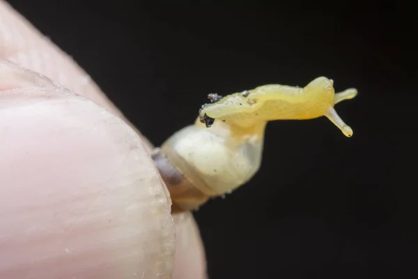 Closeup Μικροσκοπική Opeas Pyrgula Awlsnail — Φωτογραφία Αρχείου