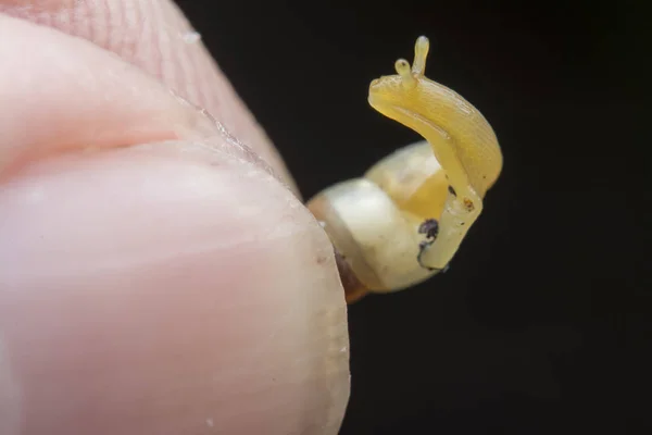 Closeup Μικροσκοπική Opeas Pyrgula Awlsnail — Φωτογραφία Αρχείου