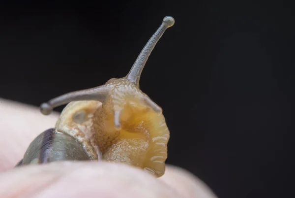 Κοντινό Πλάνο Discus Rotundatus — Φωτογραφία Αρχείου