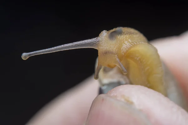 Close Com Discus Rotundatus — Fotografia de Stock