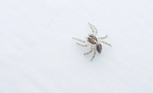 Closeup Shot Jumping Spider — Stock Photo, Image