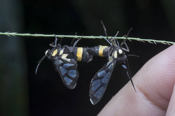 Oranžové Spatřen Tiger Moth — Stock fotografie