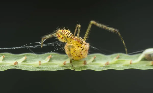 Closeup Comb Footed Spider — Stock Photo, Image