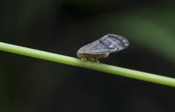 Close Tiro Scolypopa Australis Leafhopper — Fotografia de Stock