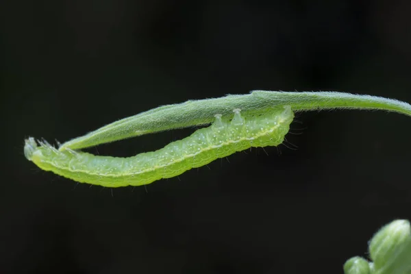 卷心菜半羽毛虫 Thysanoplusia Orichalcea Noctuidae Caterpillar — 图库照片