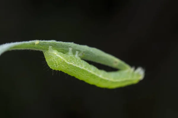 Lahana Semilooper Tisanoplusia Orichalcea Noctuidae Caterpillar — Stok fotoğraf