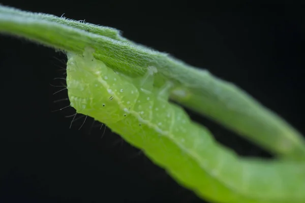 卷心菜半羽毛虫 Thysanoplusia Orichalcea Noctuidae Caterpillar — 图库照片