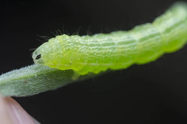 Couve Flor Índia Thysanoplusia Orichalcea Noctuidae Lagarta — Fotografia de Stock