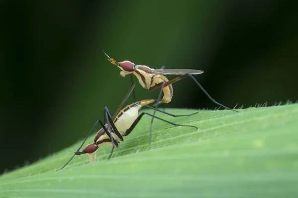 Tiro Macro Moscas Talo Banana — Fotografia de Stock