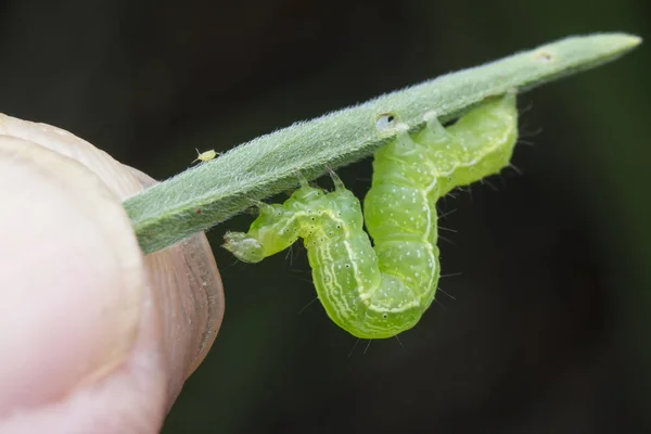 lahana, semilooper tisanoplusia orichalcea noctuidae caterpillar 