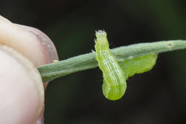 卷心菜半羽毛虫 Thysanoplusia Orichalcea Noctuidae Caterpillar — 图库照片