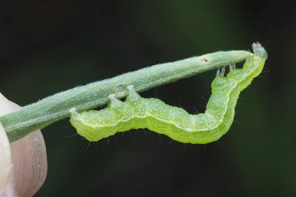 lahana, semilooper tisanoplusia orichalcea noctuidae caterpillar 