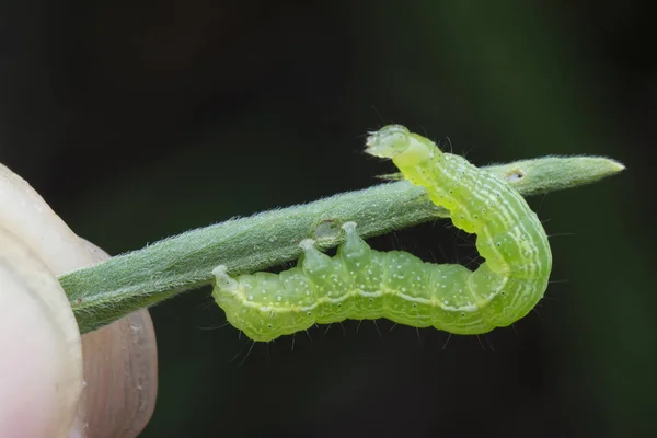 Kapusta Półlooper Thysanoplusia Orichalcea Noctuidae Gąsienica — Zdjęcie stockowe