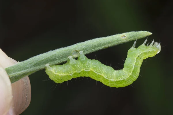 Квашеная Капуста Тисаноплюзия Orichalcea Noctuidae Caterpillar — стоковое фото