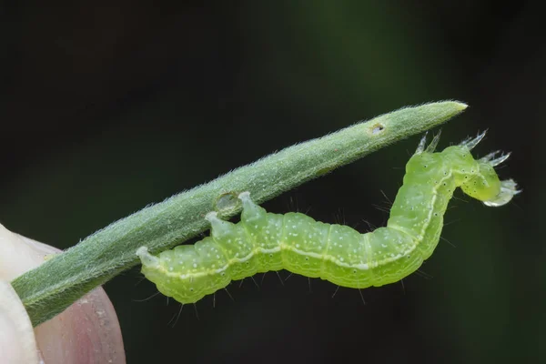 Lahana Semilooper Tisanoplusia Orichalcea Noctuidae Caterpillar — Stok fotoğraf