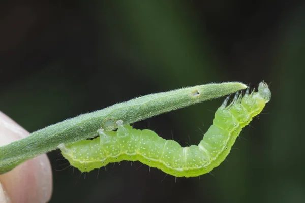 Квашеная Капуста Тисаноплюзия Orichalcea Noctuidae Caterpillar — стоковое фото