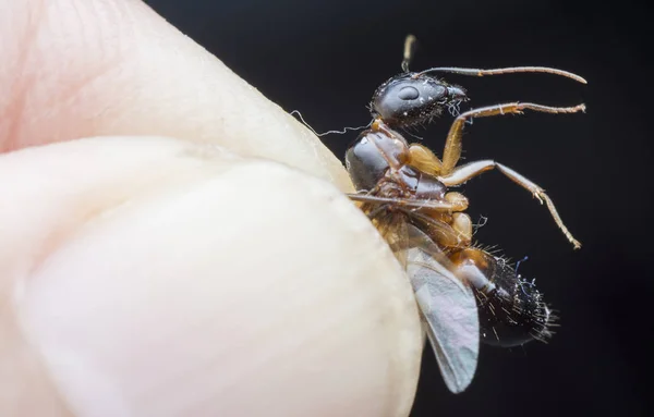 带翅膀的多鼻孔蚂蚁特写镜头 — 图库照片