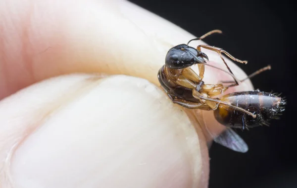 Närbild Bild Polyrhachis Myra Med Vinge — Stockfoto