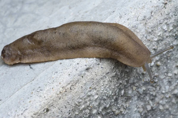 Närbild Med Brun Trädgård Snigel — Stockfoto