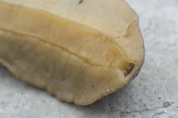 Närbild Med Brun Trädgård Snigel — Stockfoto