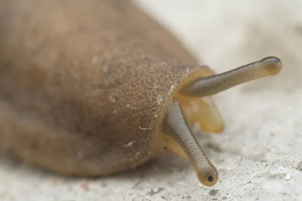 Closeup Brown Garden Slug — Stock Photo, Image