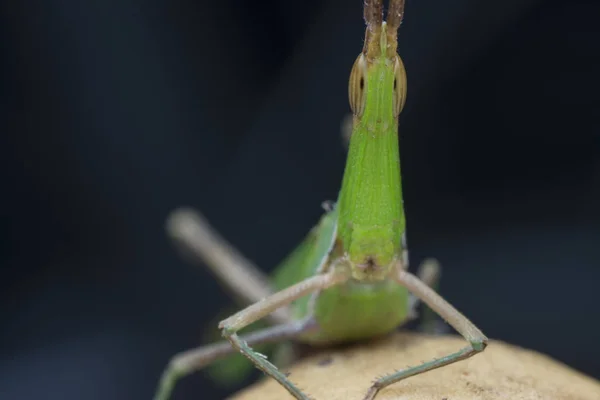 Close Upfoto Van Sprinkhaan Met Één Kop — Stockfoto