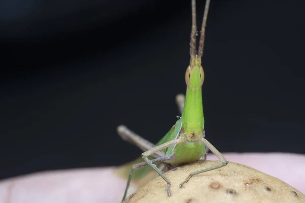 Close Upfoto Van Sprinkhaan Met Één Kop — Stockfoto