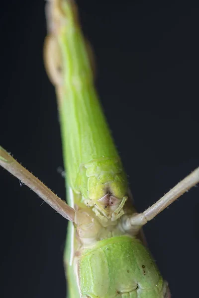 Foto Close Seup Dari Belalang Berkepala Satu — Stok Foto