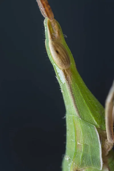 Primo Piano Della Cavalletta Testa Cono — Foto Stock