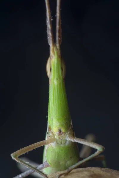 Closeup Shot Cone Headed Grasshopper — Stock Photo, Image
