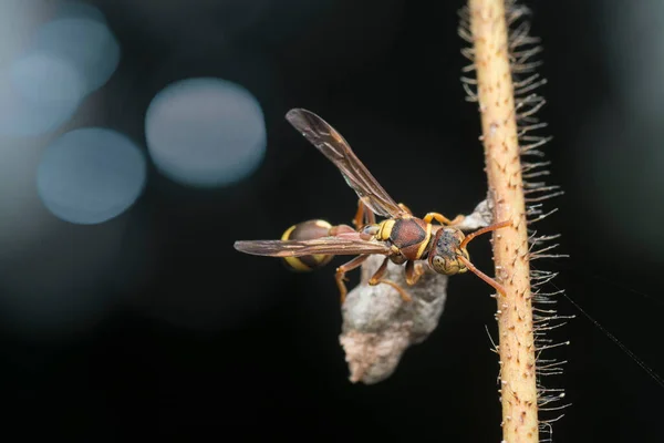 Nahaufnahme Einer Papierwespe — Stockfoto