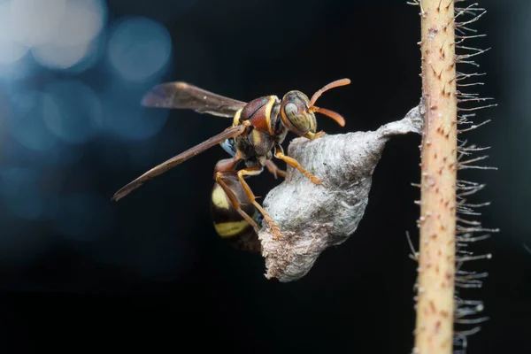 Close Shot Paper Wasp Bee — Stock Photo, Image